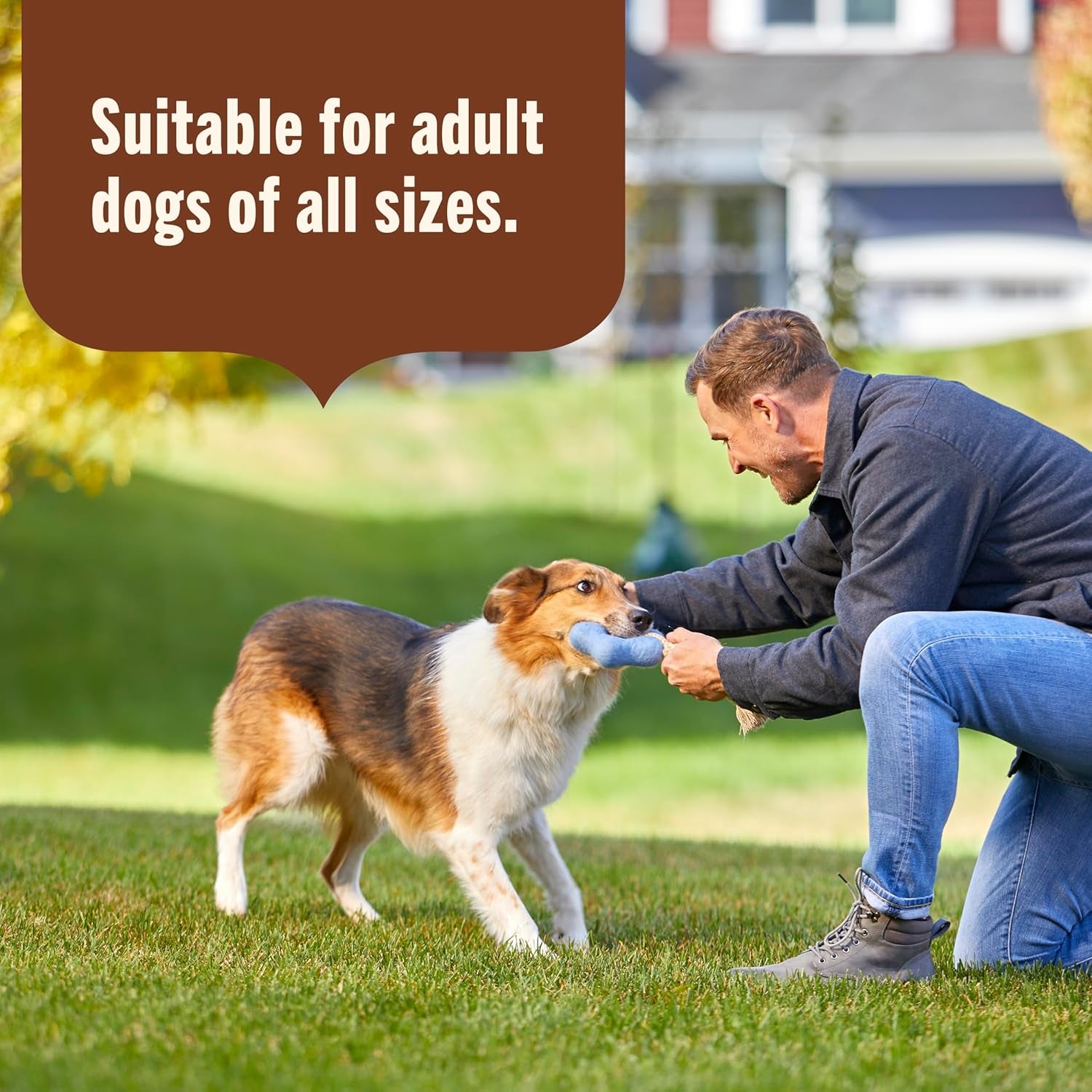 Rachael Ray Weight Management Wet Dog Food Premium Paté Real Turkey & Pumpkin Recipe, 13 Oz. Can, 12 Count