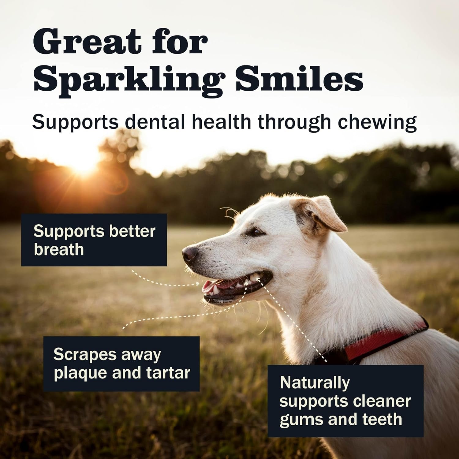 All Natural 5-8" Bully Sticks for Small & Large Dogs - Healthy Long Lasting Chews Variety Party Pack - 100% Beef Single Ingredient Low Odor Rawhide Free Dental Treats - 8 Oz Bag