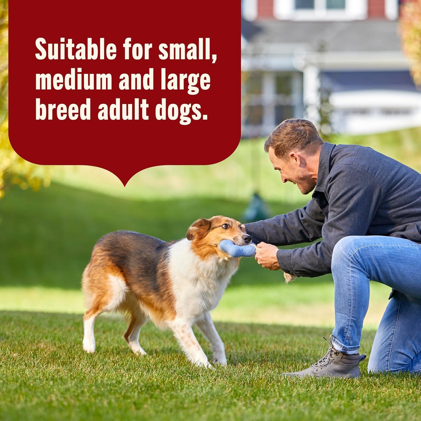 Real Beef & Pumpkin Recipe Whole Health Blend Premium Paté Wet Dog Food, 13 Oz. Can, 12 Count, Packaging May Vary (Rachael Ray)