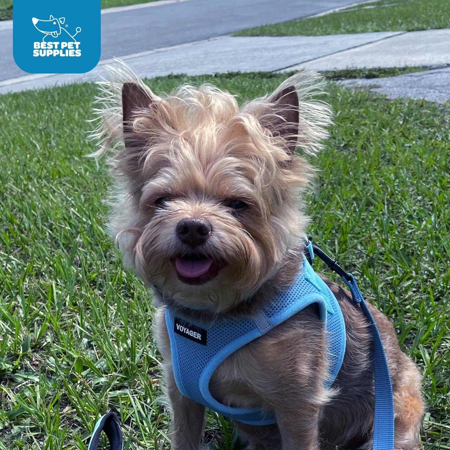 - All Weather Mesh, Reflective, No Pull Harness for Small, Medium Dogs, Cats - Secure with Hook & Loop Fastener, Buckle, Double D-Rings - Baby Blue, M