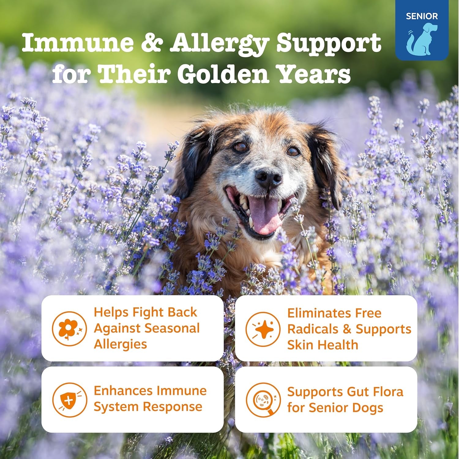Dog Allergy Relief - anti Itch Supplement - Omega 3 Probiotics for Dogs - Stop Paw Licking - Soft Chews for Skin Health & Seasonal Allergies - with Epicor Pets - Senior - Salmon - 90 Count