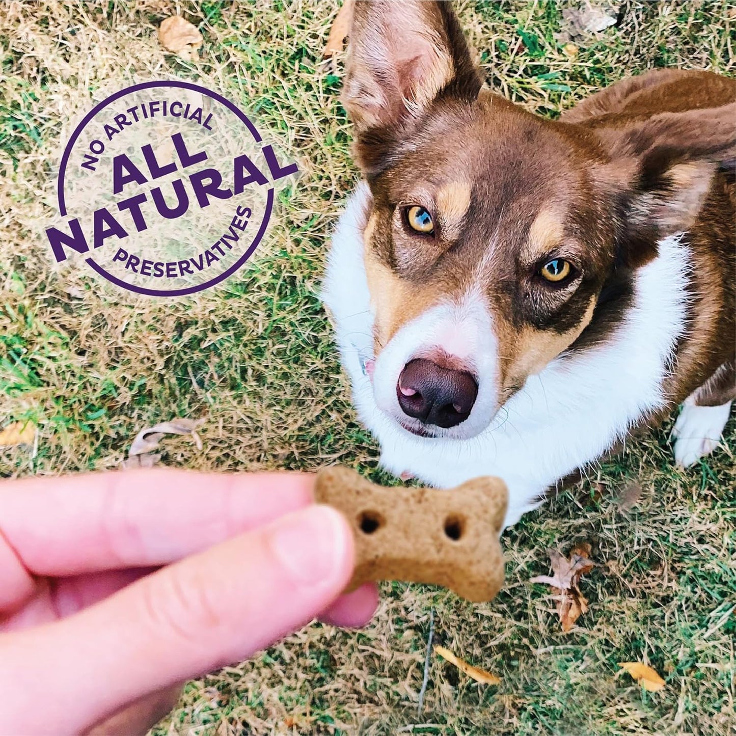 by Wellness Classic Original Mix Natural Dog Treats, Crunchy Oven-Baked Biscuits, Ideal for Training, Mini Size, 3.8 Pound Bag