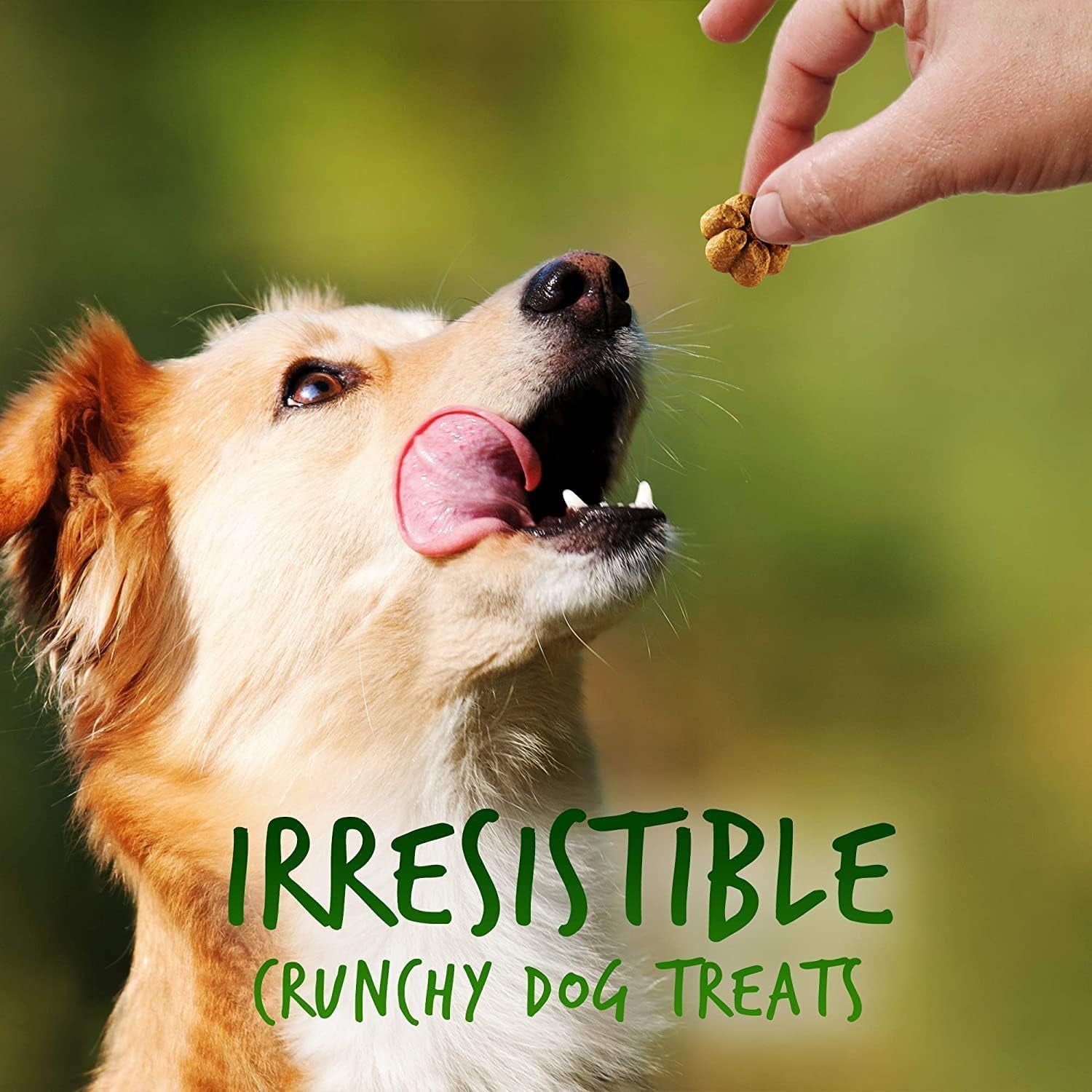 Baked Dog Treats, Healthy Pumpkin Treat for Dogs, Low Calorie & Delicious, Free of Wheat, Corn and Soy, Made in the USA, Pumpkin and Apple Flavor, 7Oz