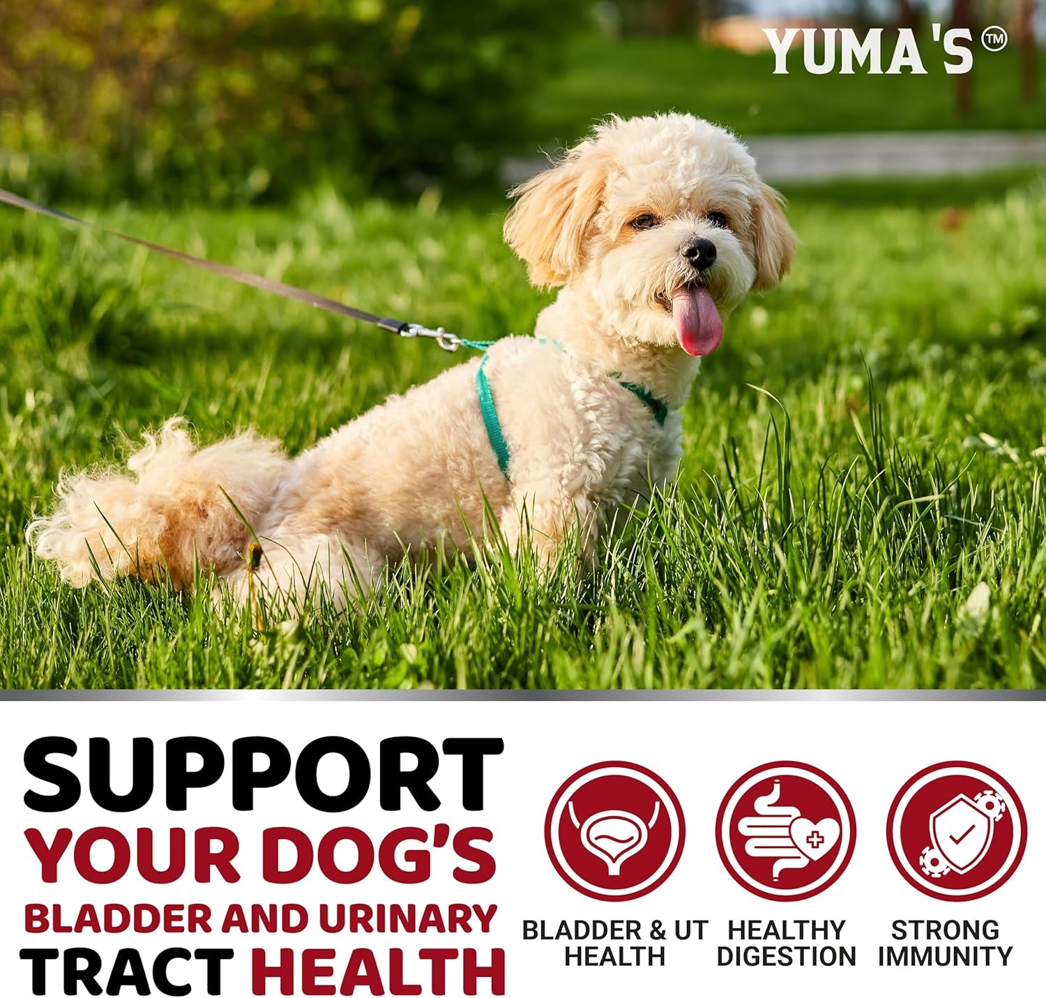Dog UTI Treatment - 170 Treats - Cranberry Supplement for Dogs - Bladder Control - Urinary Tract Infection Treatment - UTI Medicine Multivitamin - Vitamins and Supplements - Made in USA