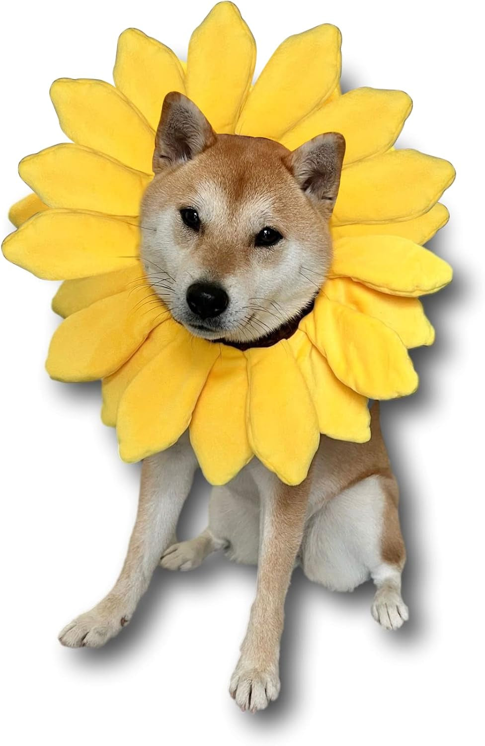 Sunflower Dog Costume for Small Medium Large Dog Puppy Puppies Cat Kitten – Cute Head Flower Headband Outfits – Collar Cone Costume Hat Sombrero Outfit Pet Cosplay Halloween (Medium)