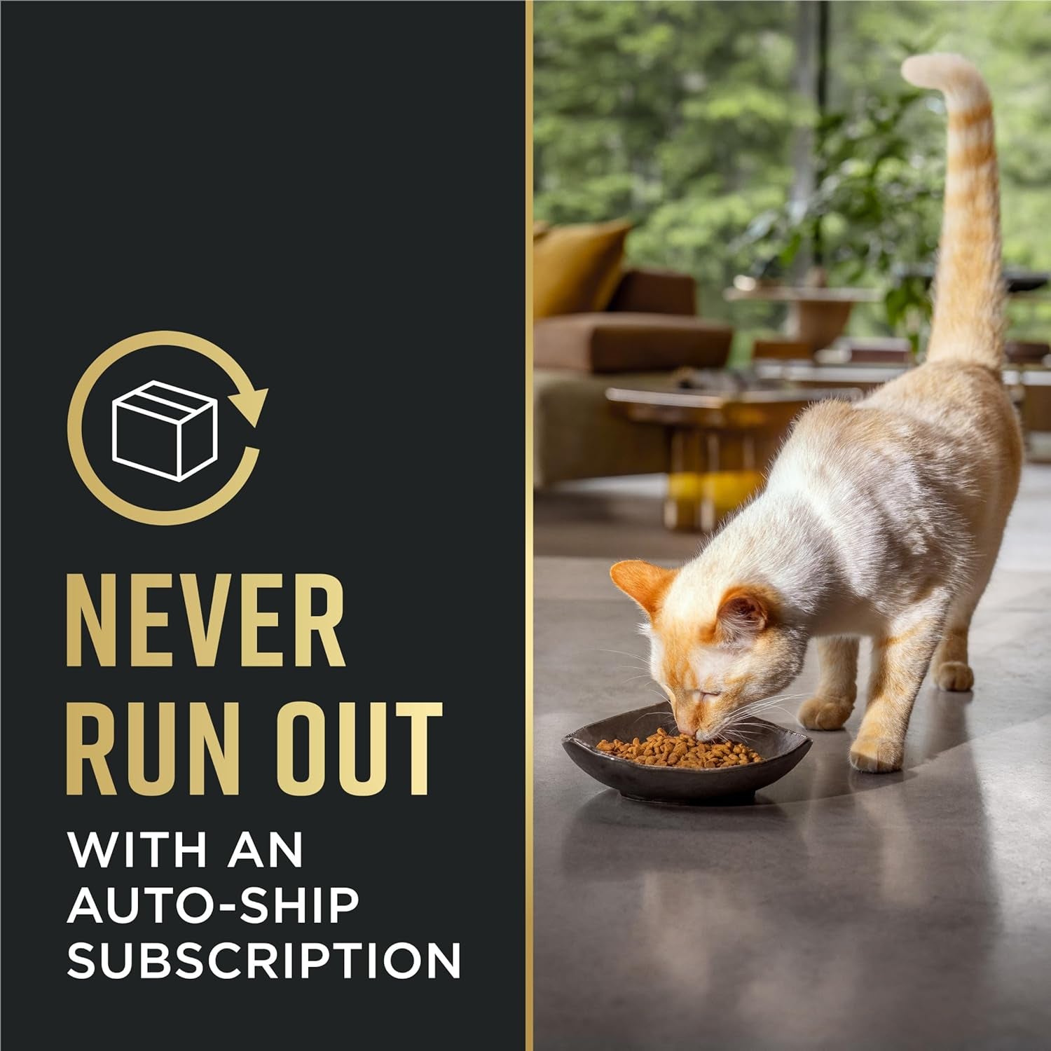 Liveclear Cat Allergen Reducing Adult Dry Cat Food with Salmon and Rice