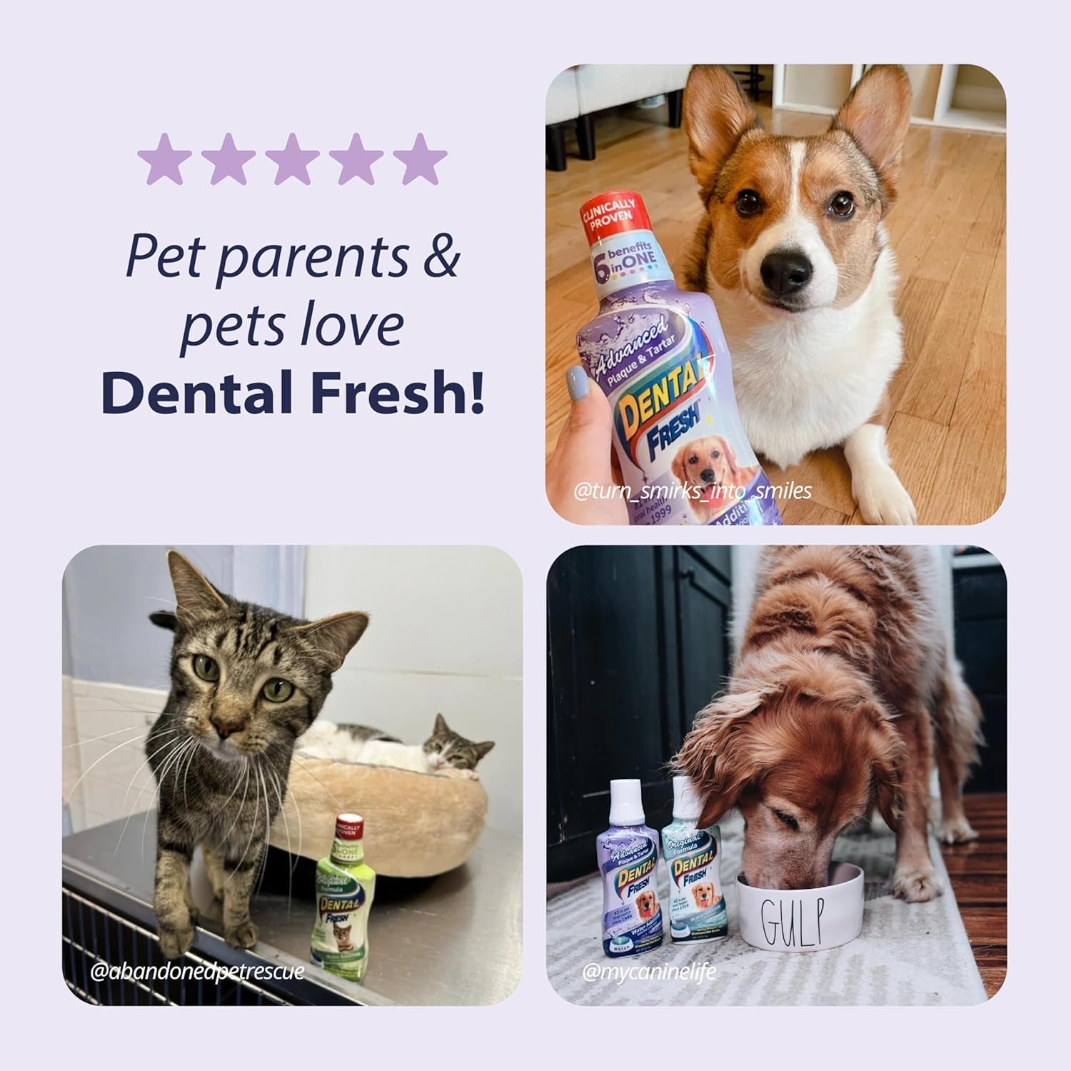 Advanced Plaque and Tartar Water Additive, 17Oz – Dog Teeth Cleaning Formula to Freshen Breath and Improve Cat & Dog Dental Care