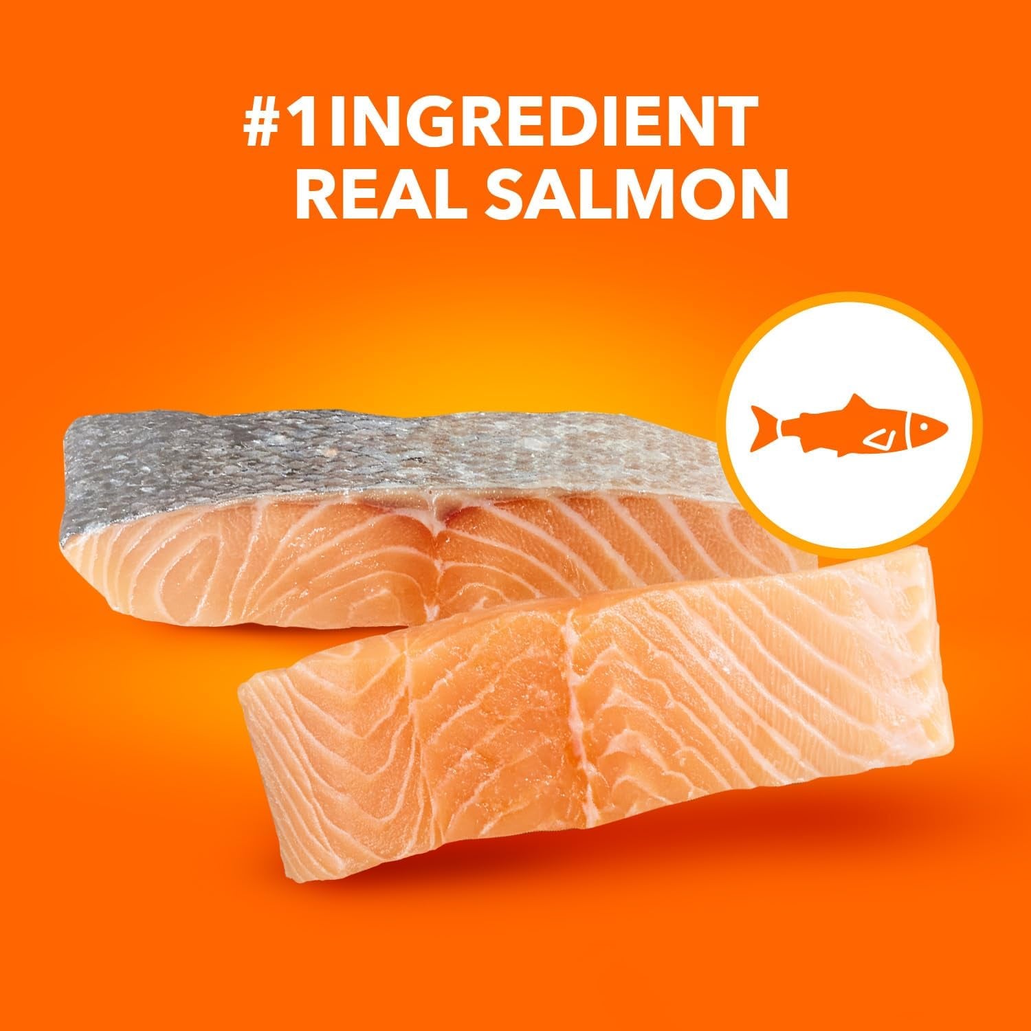 Proactive Health Adult Healthy Dry Cat Food with Real Salmon, 16 Lb. Bag