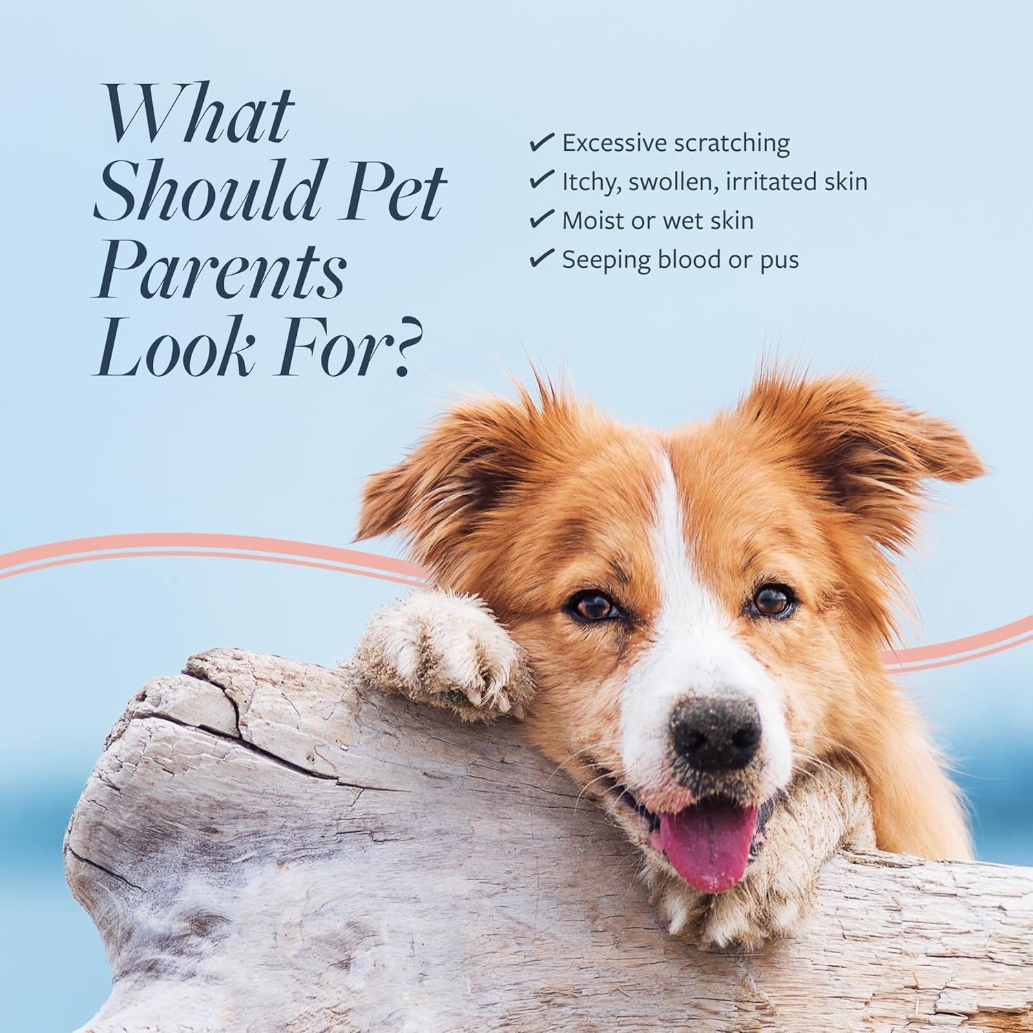 Clinical Care Hot Spot & Itch Relief Cat & Dog Medicated Conditioner, 16 Oz – Oatmeal Conditions Skin for a Lustrous Coat, Formulated to Help Alleviate Itchy Skin