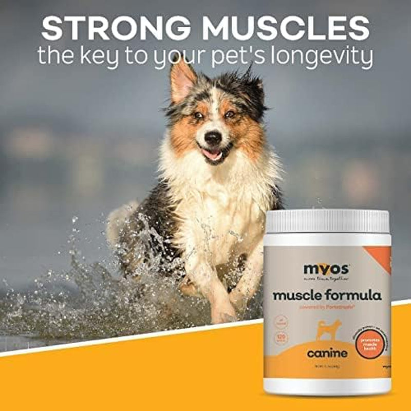 - All-Natural Muscle Building Supplement - Helps Reduce Muscle Loss in Dogs Due to Normal Aging and Improves Recovery from Injury or Surgery