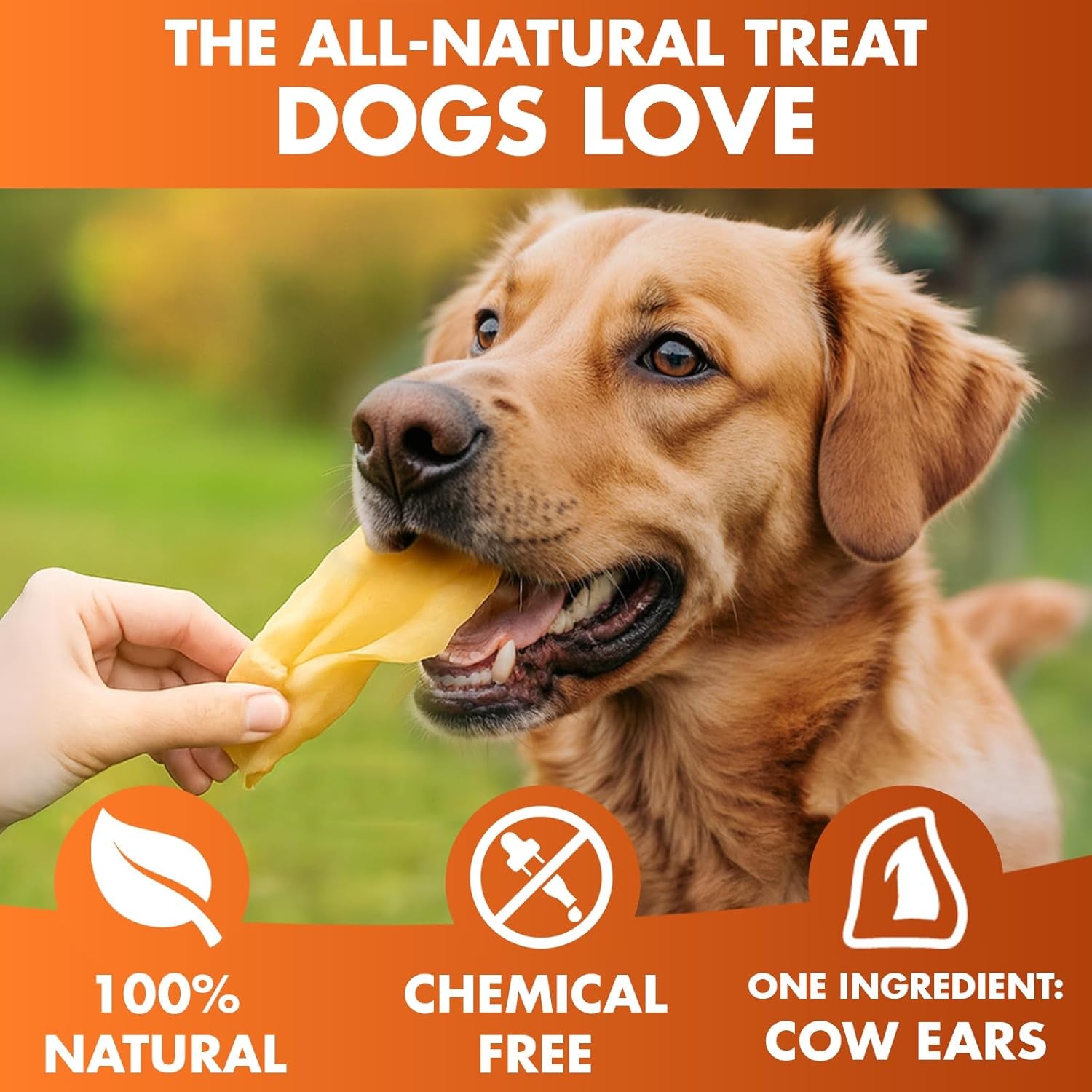 Cow Ears for Dogs – Whole Ears 12 Ct, Thick Cut, Grass-Fed Angus Beef, All-Natural No-Rawhide Dog Treat Alternative