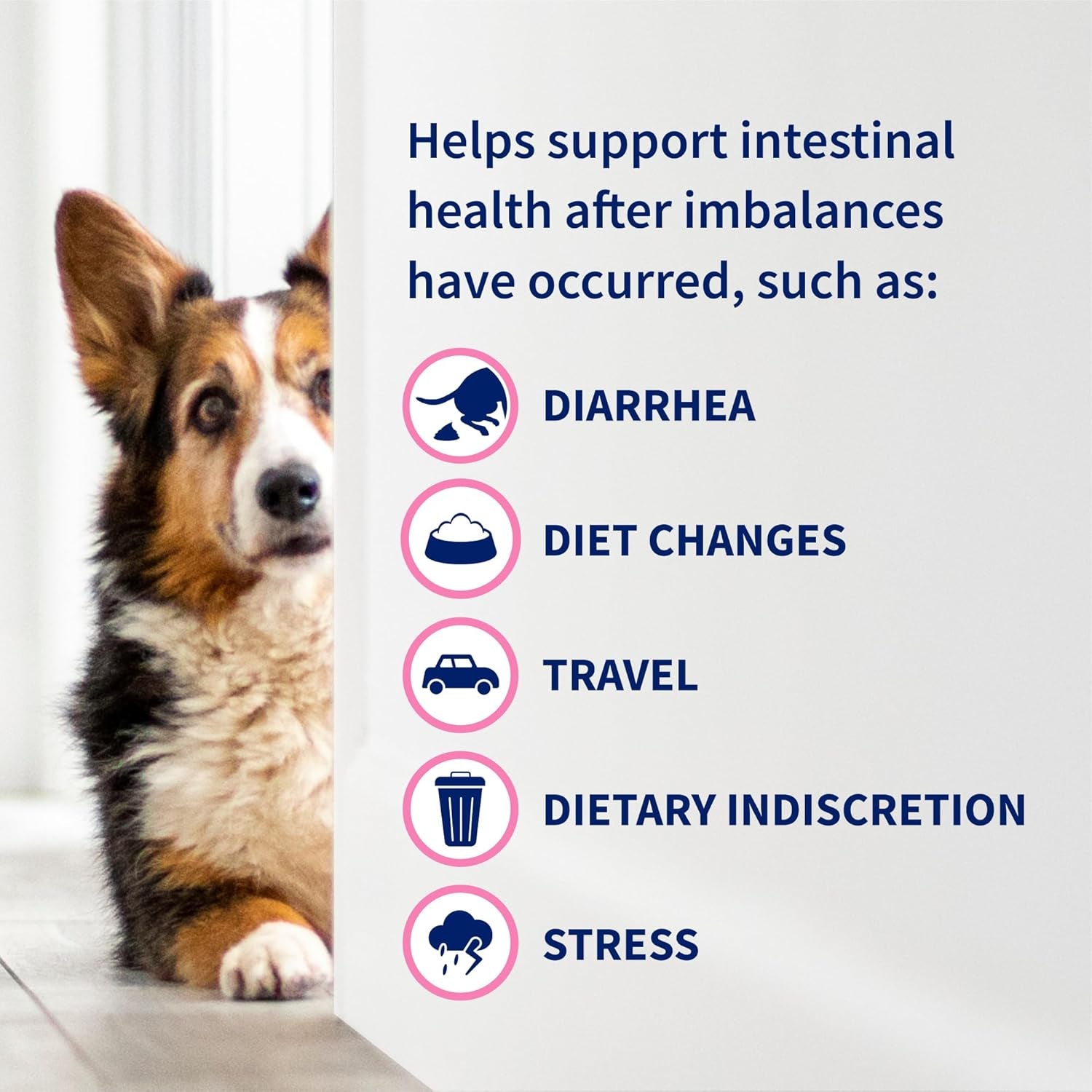 Nutramax Proviable Probiotics for Dogs, Diarrhea Support Kit, Digestive Health Supplement with Multiple Strains of Bacteria, plus Prebiotics, Kaolin and Pectin, 30 Ml Paste and 10 Capsules