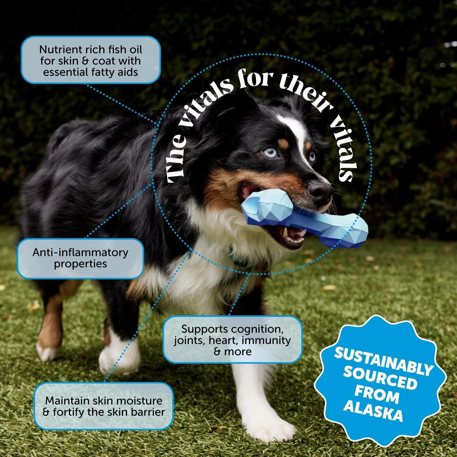 Omega 3 Fish Oil Supplement for Dogs & Cats (32Oz), Wild Caught Omega 3 Fish Oil for Skin and Coat Health, Supports Shedding, Skin & Coat, Immunity, Joint, Brain & Heart, EPA + DHA