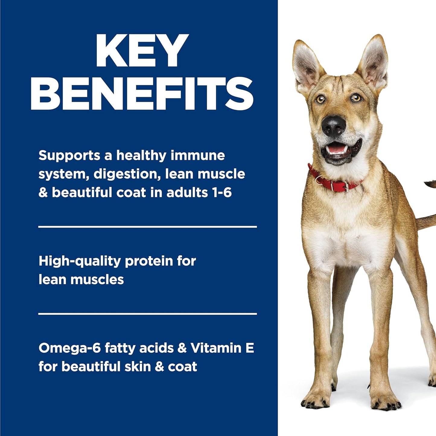 Adult 1-6, Adult 1-6 Premium Nutrition, Wet Dog Food, Beef & Barley Loaf, 13 Oz Can, Case of 12