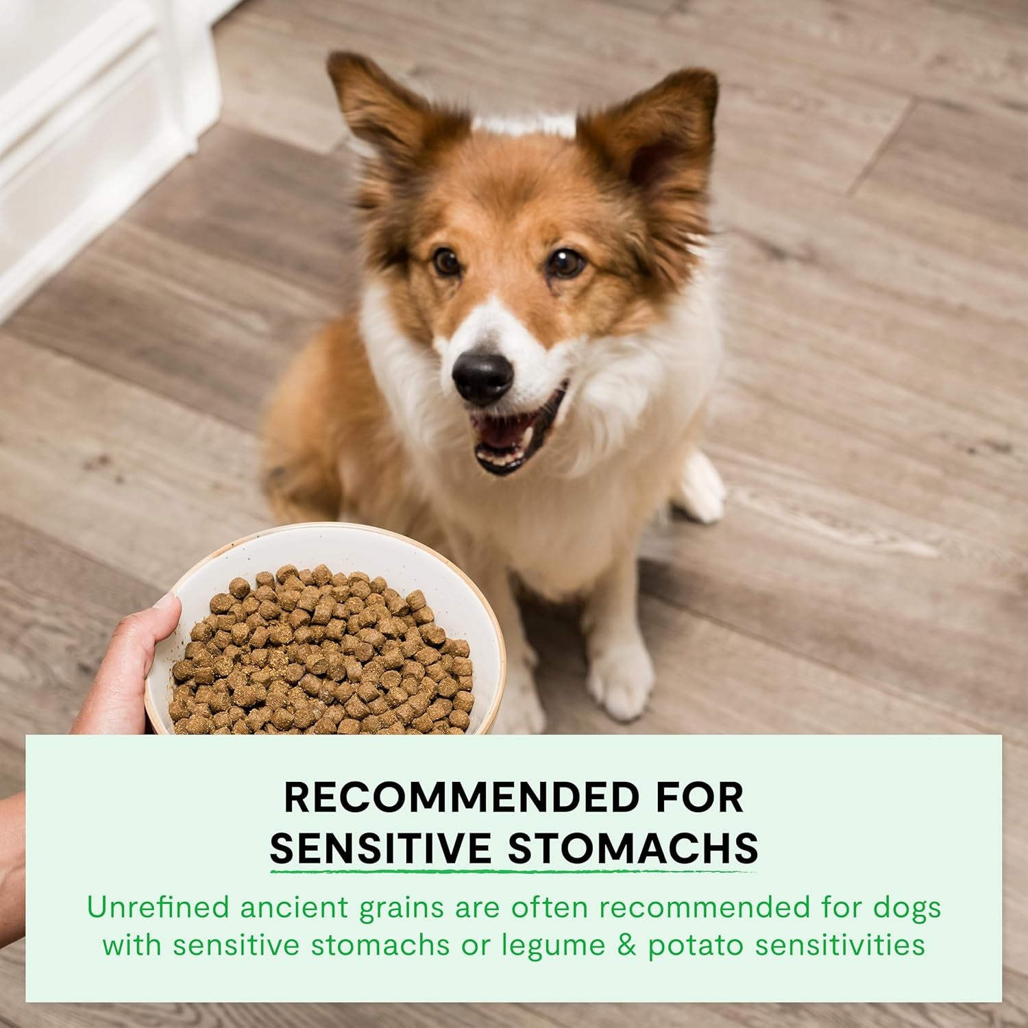 , Ancient Grains Dry Dog Food, Protein-Rich & Nutrient Dense, 90% Animal Protein Mixed with Non-Gmo Fruits, Veggies and Superfoods, Wild Caught Salmon Recipe, 22Lb Bag