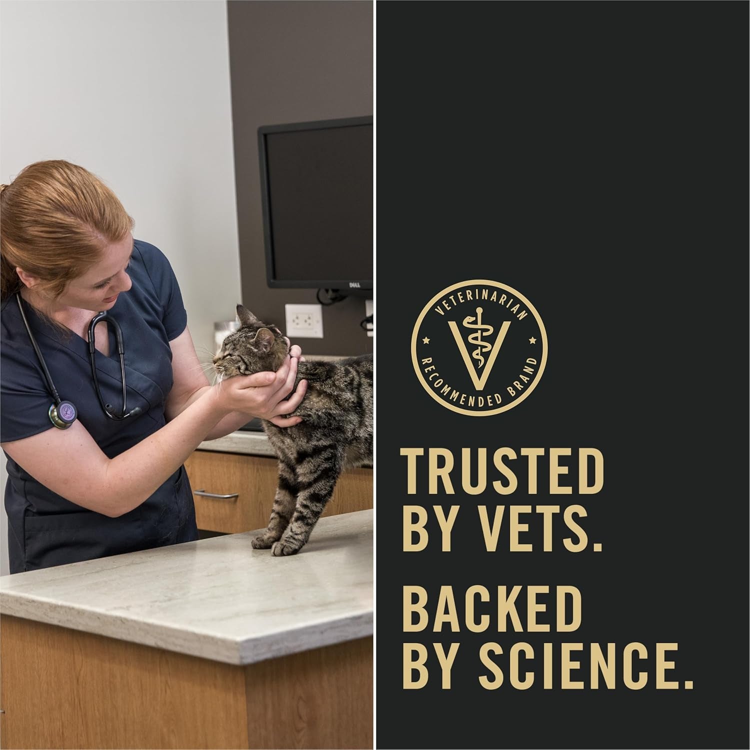 Liveclear Dry Cat Food for Kittens Cat Allergen Reducer Chicken and Rice Formula - 5.5 Lb. Bag