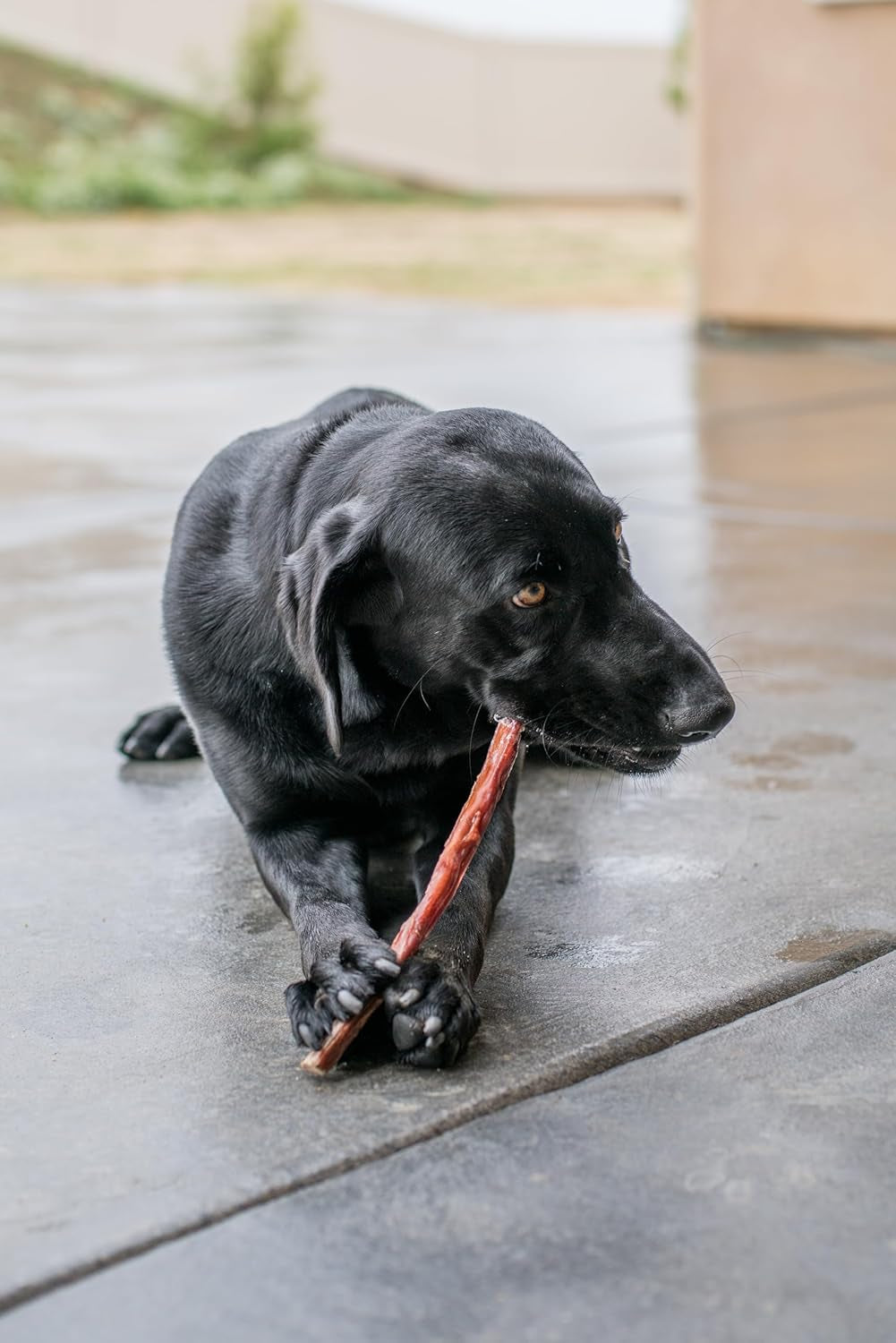 Gigabite Single Ingredient All Natural Free Range Bully Treats and Chews - Bully Sticks/Bladder Sticks/Beef Esophagus by  - Esophagus Sticks (6 Inch), Pack of 40