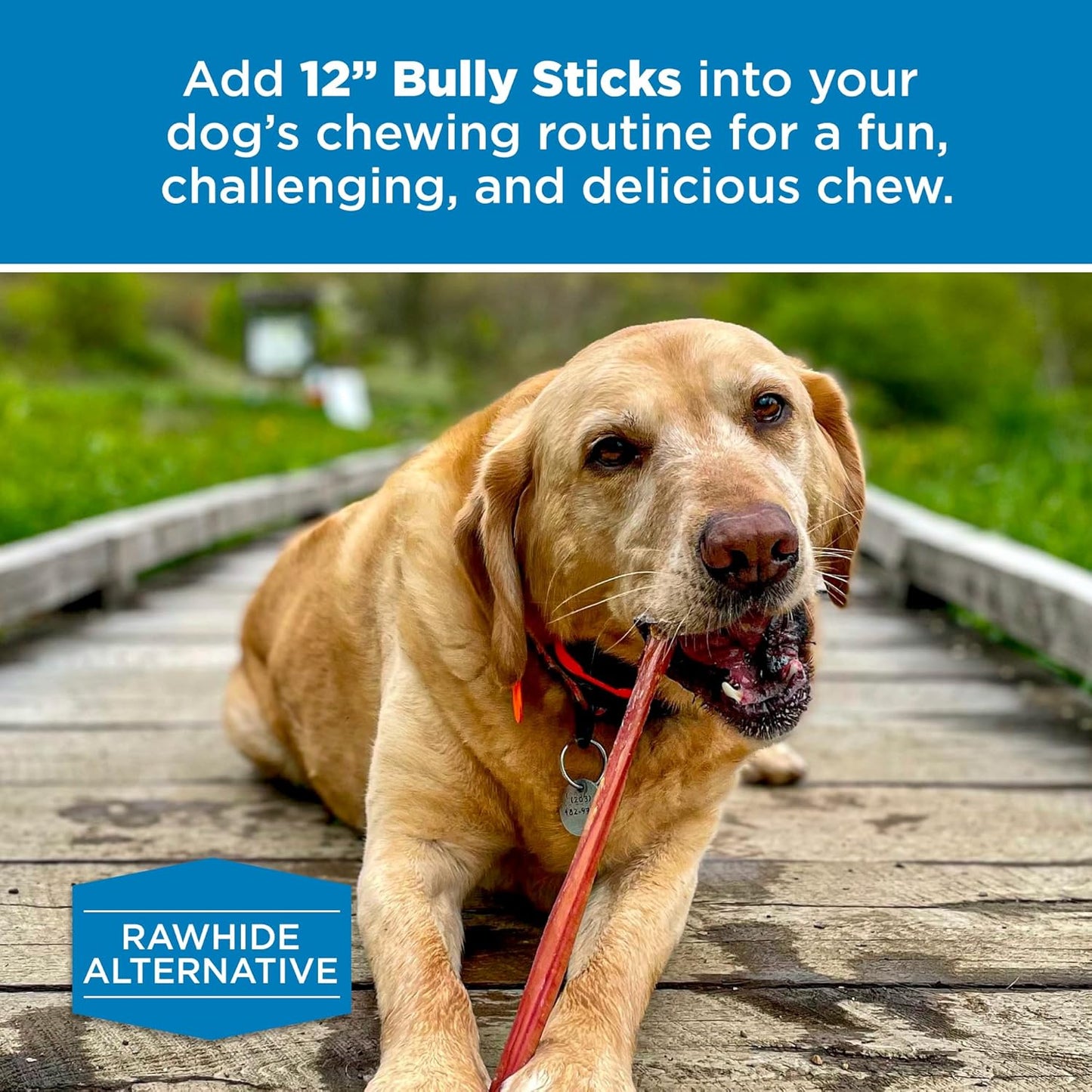 12 Inch Bully Sticks - 8 Oz (Pack of 1) - Natural Grass-Fed, Grain and Rawhide Free, Perfect for Medium or Large Canines
