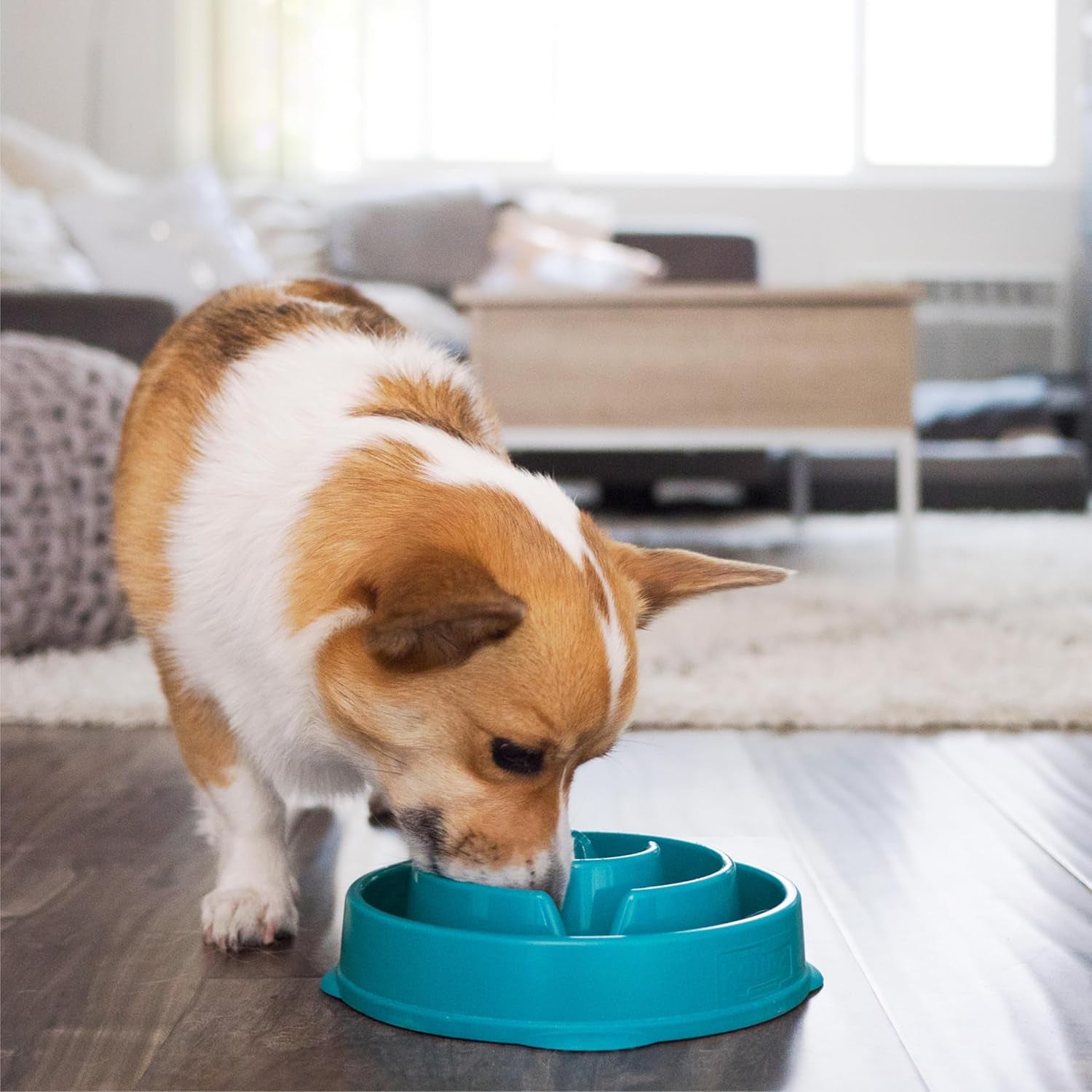 Fun Feeder Slo Bowl, Medium Slow Feeder Dog Bowl, 2 Cups, Turquoise