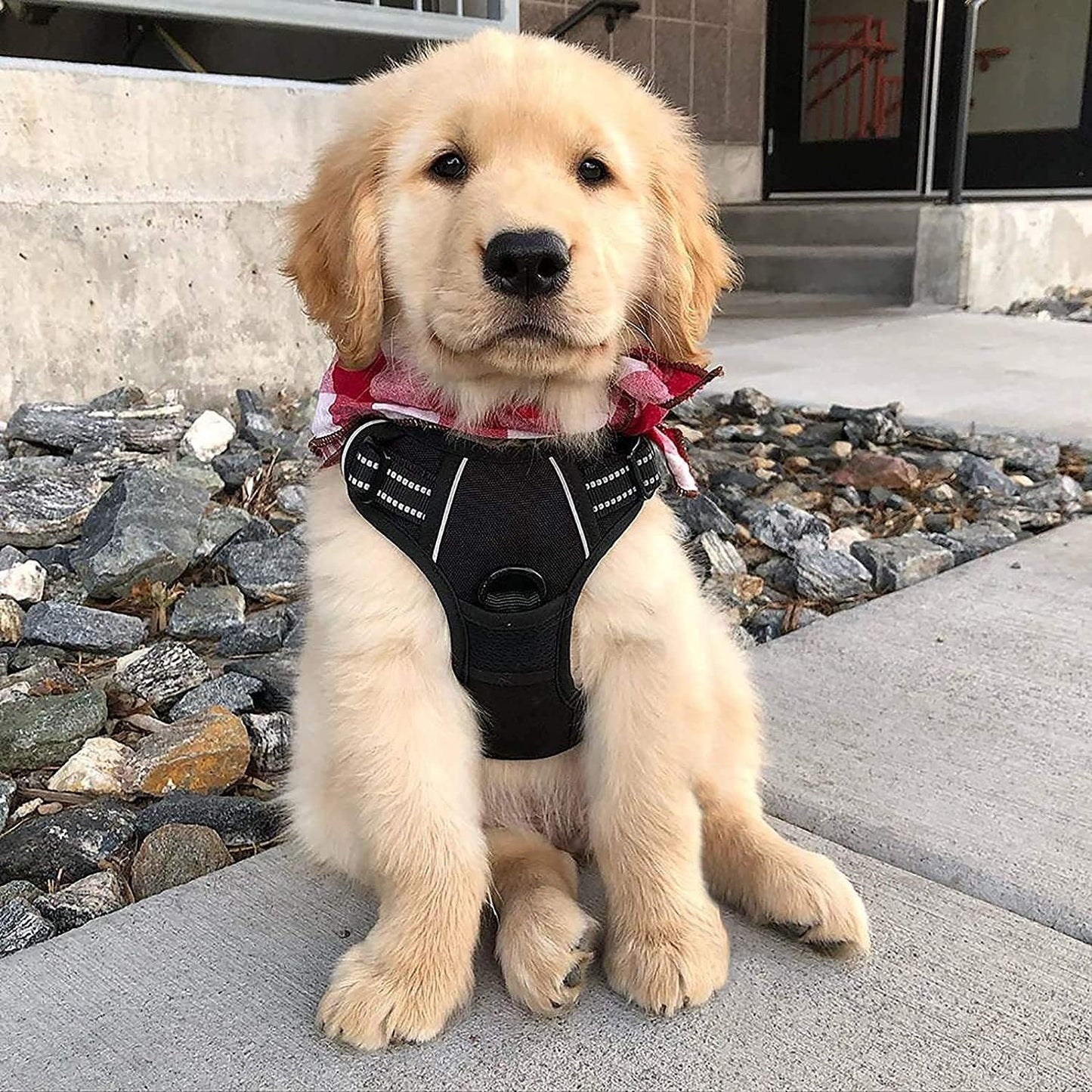 Dog Harness No Pull with 2 Leash Clips, Adjustable Soft Padded, Reflective Oxford No Choke Pet Vest with Easy Control Handle for Small Dogs, Black, S