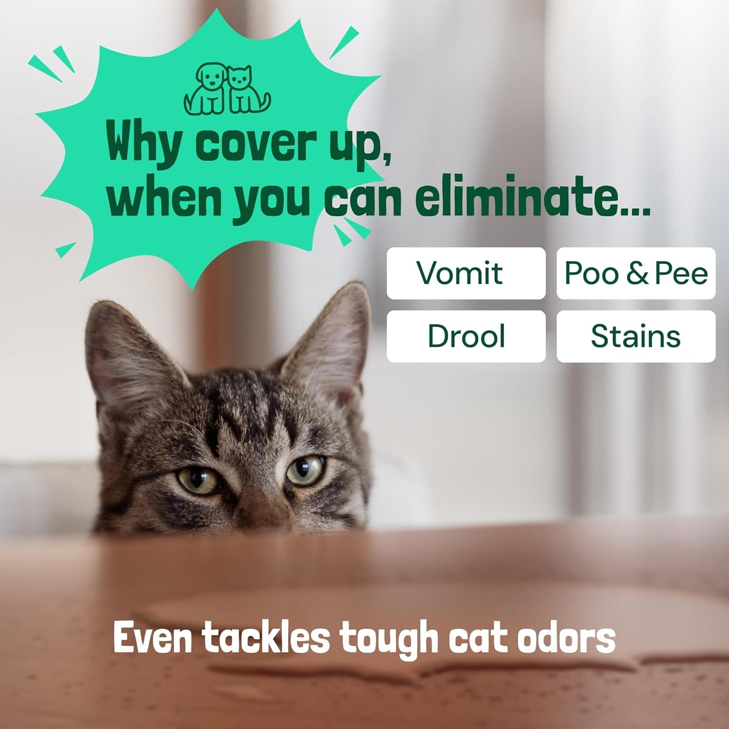 Pet Stain & Odor Miracle - Enzyme Cleaner for Dog Urine & Cat Pee - Pet Odor & Stain Remover Spray for Carpet, Mattress, Furniture - Carpet Cleaner (32 Fl Oz, Spring Mint Scent)