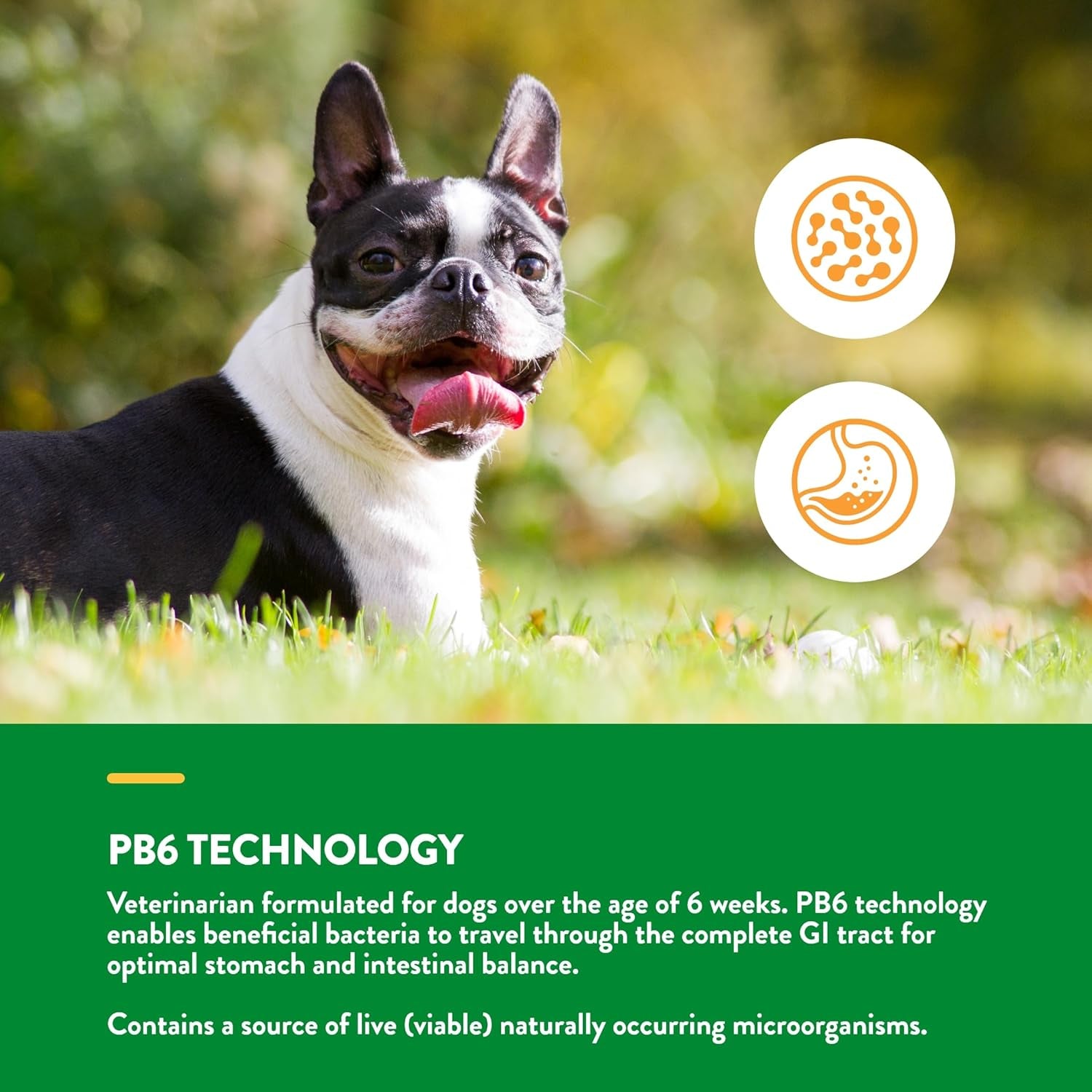 Advanced Probiotics & Enzymes, PB6 Dog Soft Chews to Help Sensitive Stomachs and Digestive Issues, Hickory Smoked Bacon Flavored Pet Supplement for Dogs over 6 Weeks, 120 Count Jar