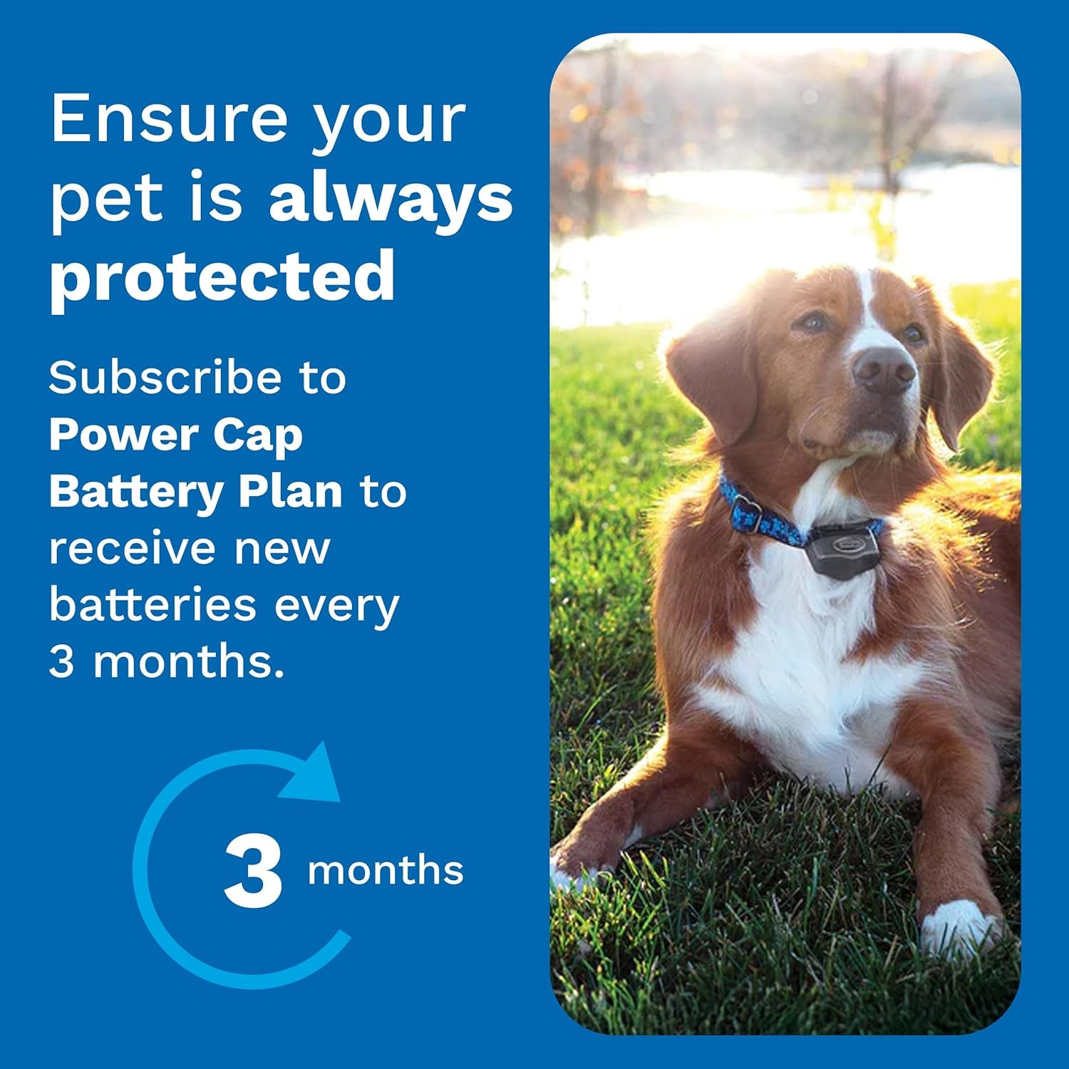 Power Cap Battery - Original IFB Electric Fence Battery Replacement for Dog Collars - Long-Lasting - 2 Pack