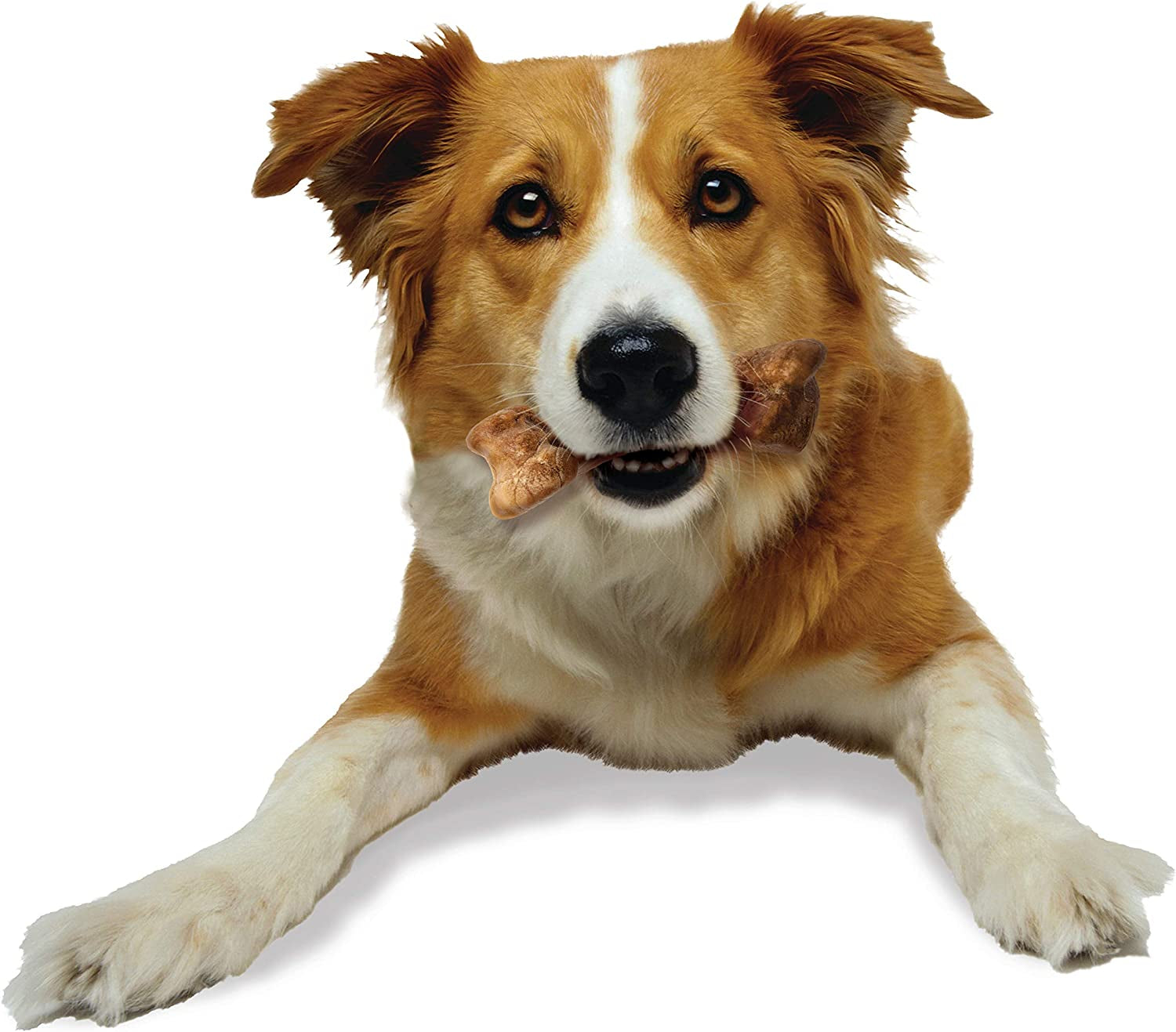Healthy Edibles WILD Natural Long-Lasting Bison Flavor Bone Chew Treats for Dogs, Medium (2 Count)