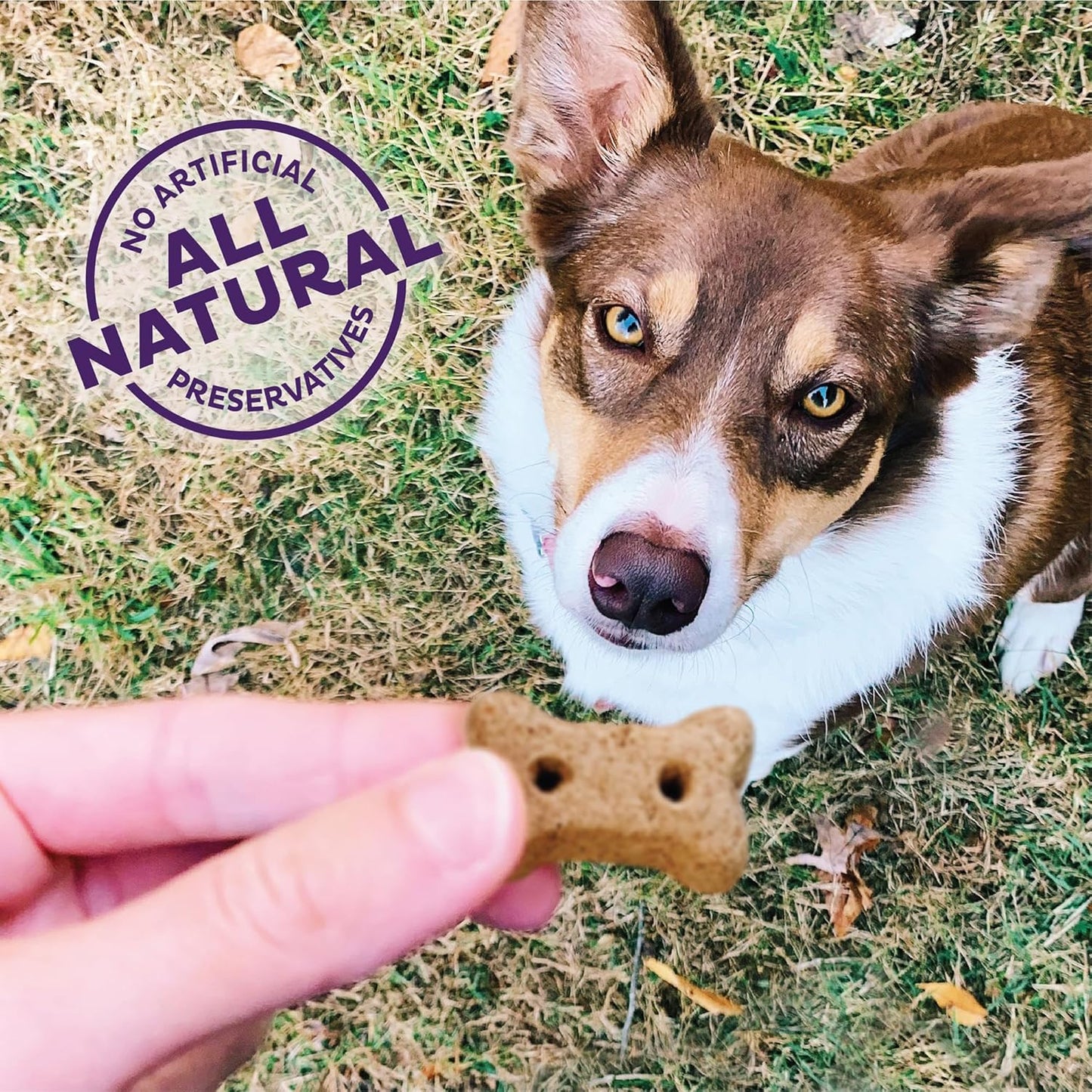 Wellness P-Nuttier Dog Biscuits, Natural, Training Treats, Peanut Butter Flavor, Mini Size, (6 Pound Box)
