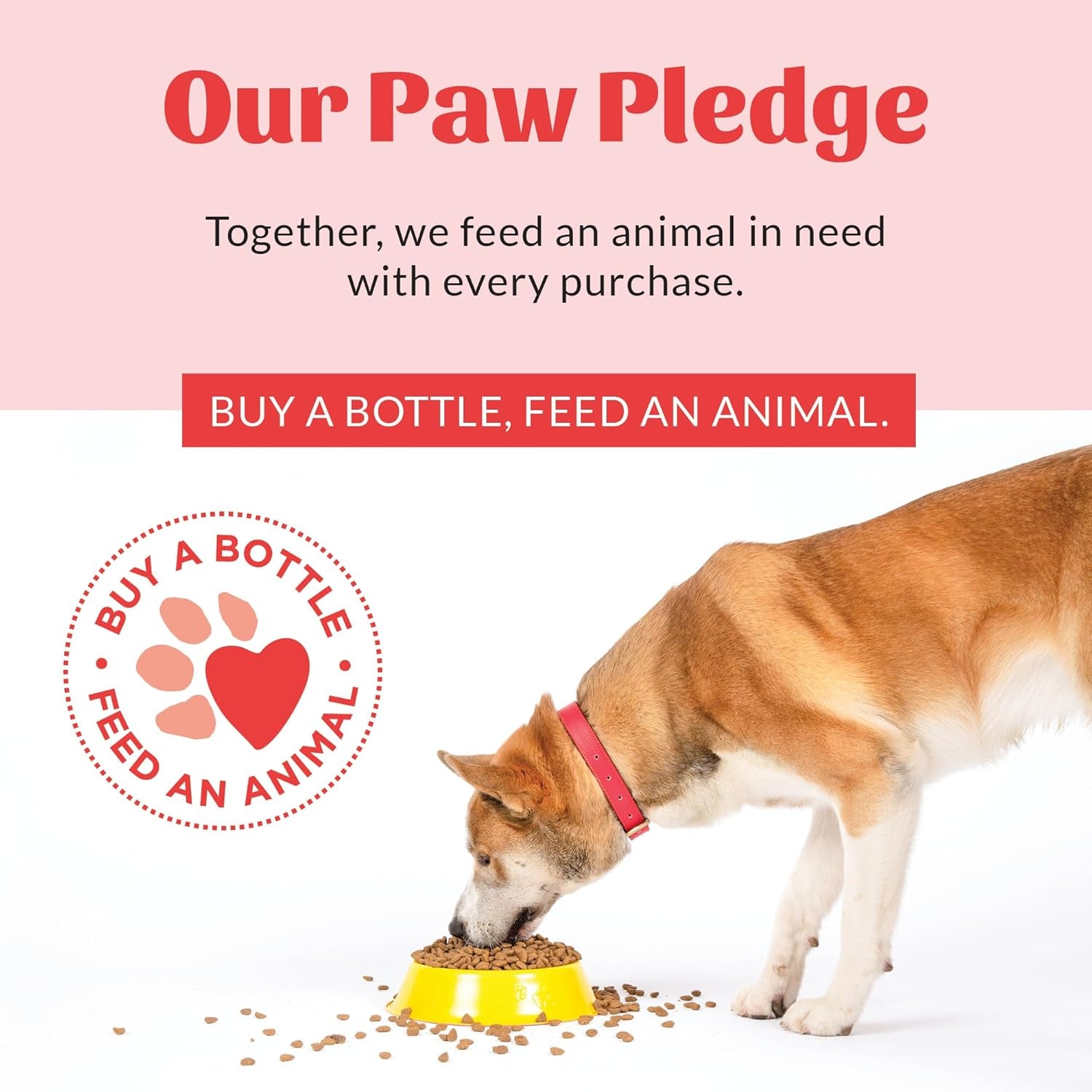 Probiotic Pet Shampoo & Conditioner with Avocado Oil & Omega-3S, 97% Natural, Paraben & Sulfate-Free, Cruelty-Free, 16Oz, Dog of the Woods